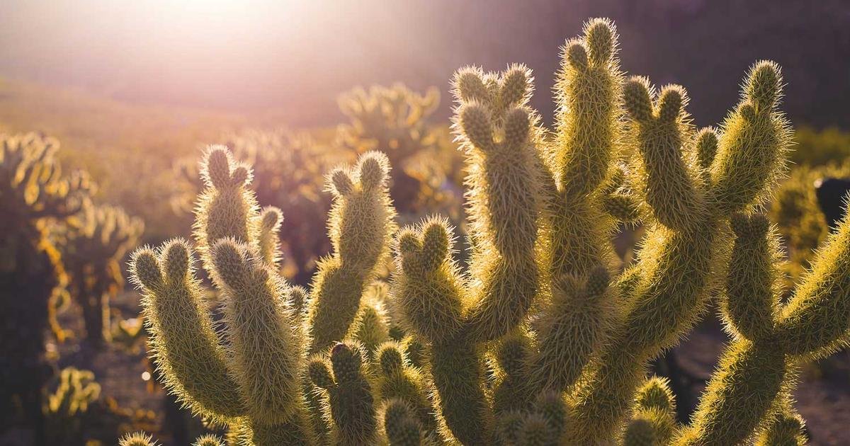 Mandate vaccination requirements in childcare facilities