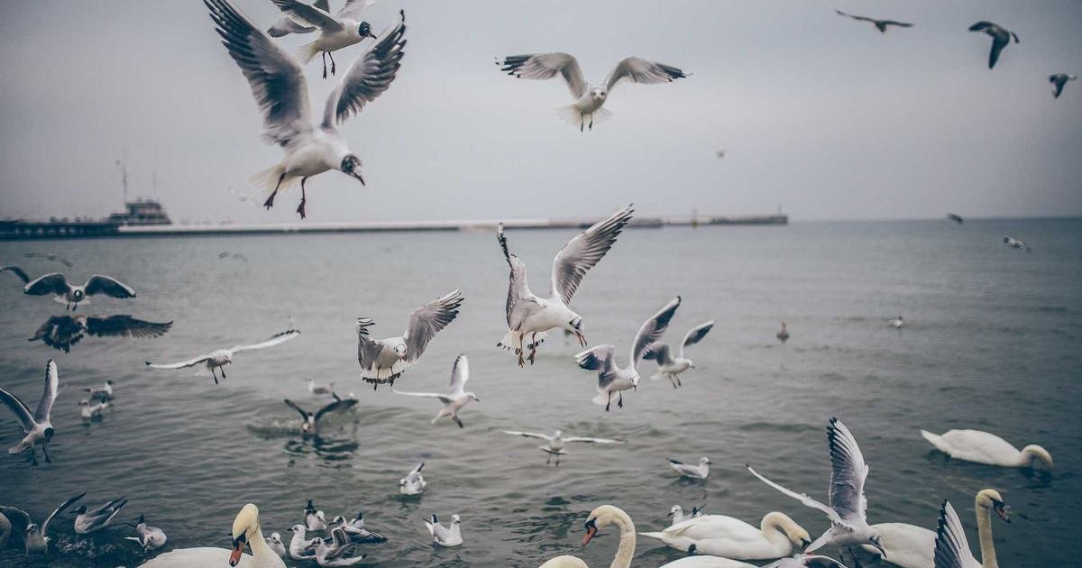 Support voting reforms Now